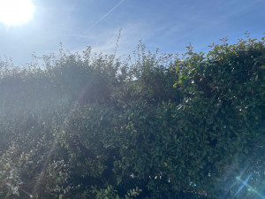 Photo de galerie - Avant travaux taille de haies 