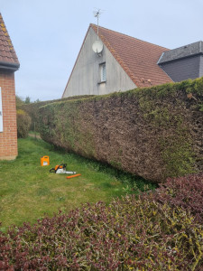 Photo de galerie - Elagage et coupe d'arbres