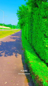 Photo de galerie - Taille de haies et d'arbustes