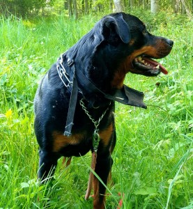 Photo de galerie - Notre adorable Layou ?