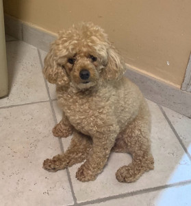 Photo de galerie - Je suis pour la cause animale 