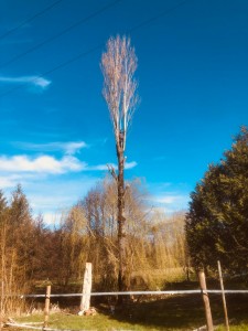 Photo de galerie - Abattage d’un arbre de plus 20 m 