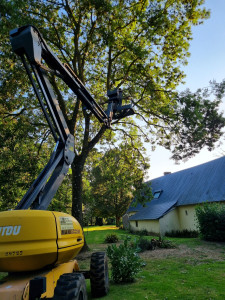 Photo de galerie - Elagage et coupe d'arbres