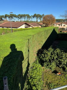 Photo de galerie - Taille de haies et d'arbustes