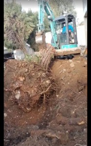 Photo de galerie - Déracinement 