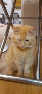 Photo de galerie - Magnétiseur