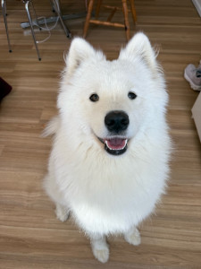 Photo de galerie - Garde chien