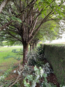 Photo de galerie - Nettoyage d’arbre 