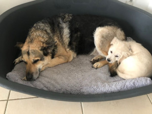 Photo de galerie - Garde chien