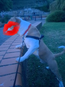 Photo de galerie - Garde chien