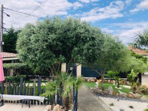 Photo de galerie - Taille de haies et d'arbustes