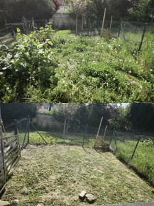 Photo de galerie - Débroussaillage jardinet 