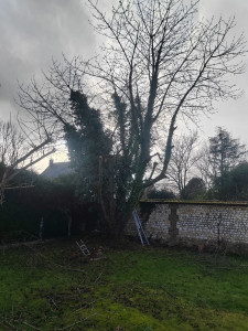 Photo de galerie - Elagage et coupe d'arbres