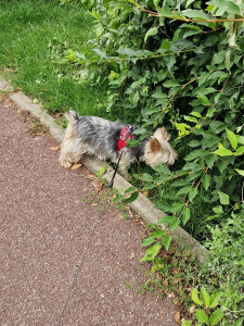 Photo de galerie - Garde chien