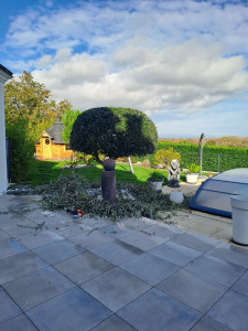 Photo de galerie - Taille de haies et d'arbustes