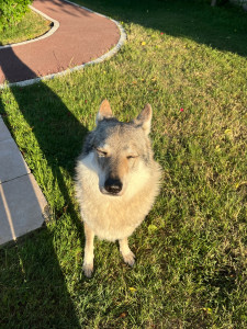 Photo de galerie - Sortie du chien pendant la garde 