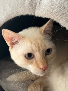 Photo de galerie - Garde chat