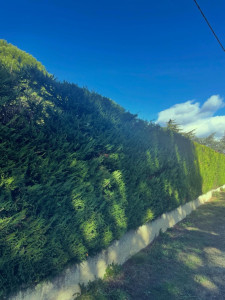 Photo de galerie - Haie de cyprès 