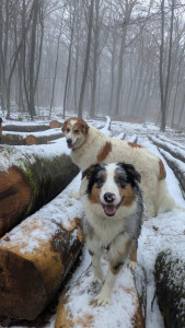 Photo de galerie - Patch et Aïko seront heureux d'accueillir chez eux vos amis les chiens pour quelques jours de vacances à la maison.