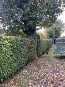 Photo de galerie - Taille de haies et d'arbustes