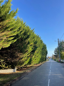 Photo de galerie - Taille de haies 