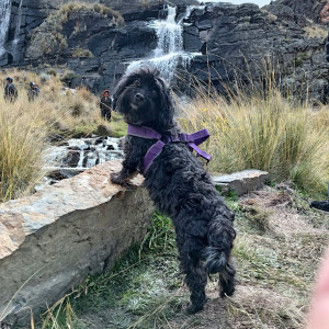 Photo de galerie - Pet sitter attentionnée et passionnée par les chiens et les chats