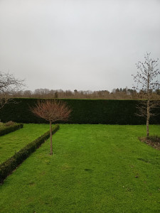 Photo de galerie - Tonte de la pelouse et taille de haie thuya.