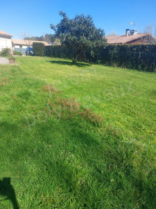 Photo de galerie - Tonte de jardin 