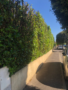 Photo de galerie - Taille de haies 