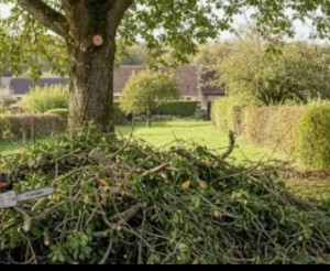 Photo de galerie - Planté arbre vis a vis et abattage 