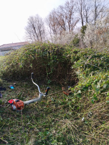 Photo de galerie - Débroussaillage d'un Roncier 