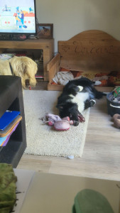 Photo de galerie - Garde chien