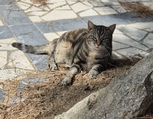 Photo de galerie - Garde chat