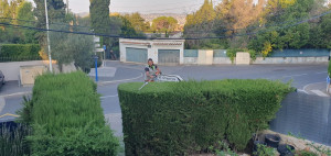 Photo de galerie - Taille de Haie