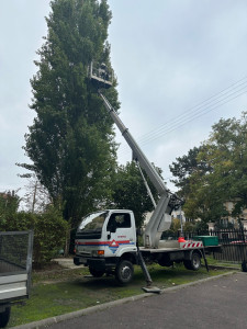 Photo de galerie - Elagage et coupe d'arbres