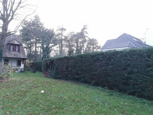 Photo de galerie - Taille de haies 