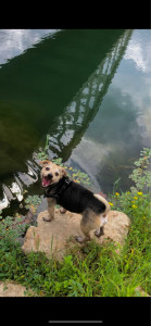 Photo de galerie - Garde animaux