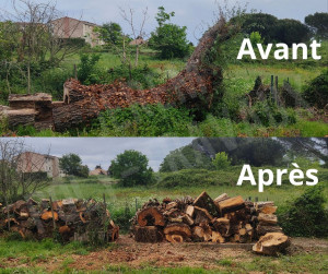 Photo de galerie - Après une tempête arbre à débiter 