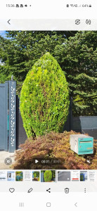 Photo de galerie - Sculpture Végétale et Mise en Scène
Taille topiaire de précision d'un conifère en silhouette conique et dense, créant un point focal marquant à l'entrée de la propriété en harmonie avec le design contemporain et l'érable japonais..