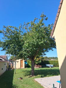 Photo de galerie - Elagage et coupe d'arbres