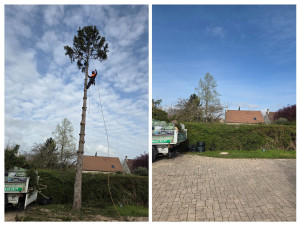 Photo de galerie - Abattage d'un sapins avec évacuation des végétaux 
