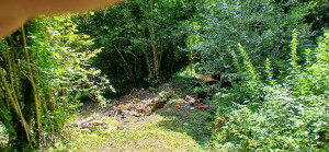 Photo de galerie - Elagage et coupe d'arbres