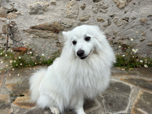 Photo de galerie - Garde de chiens, promenades !