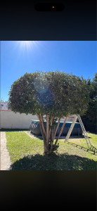 Photo de galerie - Taille d’un Olivier 