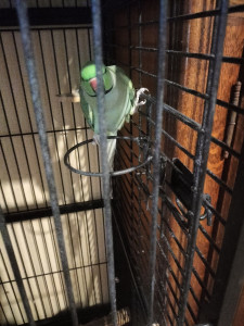 Photo de galerie - Garde animaux