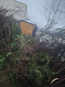 Photo de galerie - Elagage et coupe d'arbres