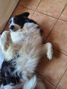 Photo de galerie - Garde chien