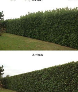 Photo de galerie - Avant et après 