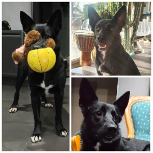 Photo de galerie - Garde à notre domicile de Vivienne
( croisée berger )