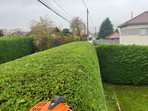 Photo de galerie - Taille de haies façon wagon 